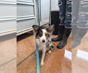 Australian Shepherd Dogs for adoption in Bolivar, MO, USA
