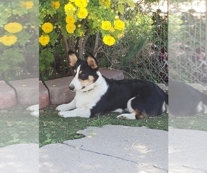 Father of the Pembroke Welsh Corgi puppies born on 03/21/2022
