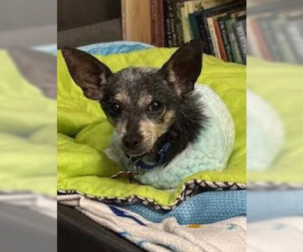 Medium Photo #3 Chihuahua-Unknown Mix Puppy For Sale in San Diego, CA, USA