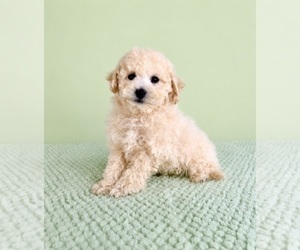 Bichon Frise Puppy for sale in GREENFIELD, IN, USA