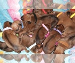 Small Photo #5 Rhodesian Ridgeback Puppy For Sale in FORT MYERS, FL, USA
