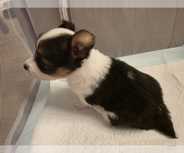 Medium Photo #1 American Corgi Puppy For Sale in LEBANON, OH, USA