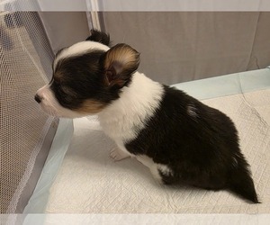 American Corgi Puppy for sale in LEBANON, OH, USA