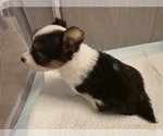 Small American Corgi