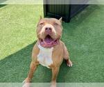 Small American Pit Bull Terrier