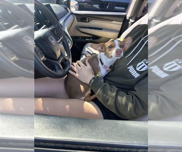 Medium Photo #1 Chihuahua Puppy For Sale in San Antonio, TX, USA