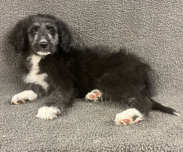 Medium Photo #1 Bordoodle Puppy For Sale in CHETEK, WI, USA