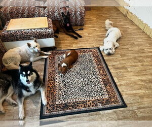 Ember - Female Siberian Husky Dog for Adoption - Photo #3