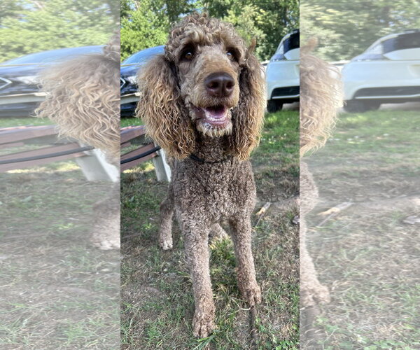 Medium Photo #9 Poodle (Standard) Puppy For Sale in Pacolet, SC, USA
