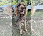Small #8 Poodle (Standard)
