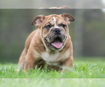 Small #9 Bulldog