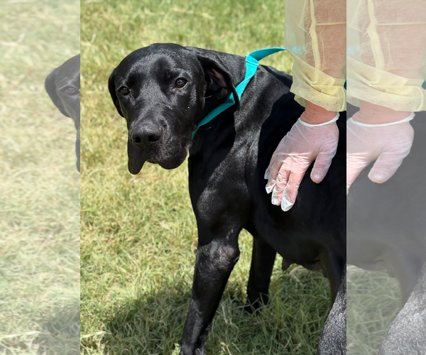 Medium Photo #2 Great Dane-Unknown Mix Puppy For Sale in Woodbury, NY, USA