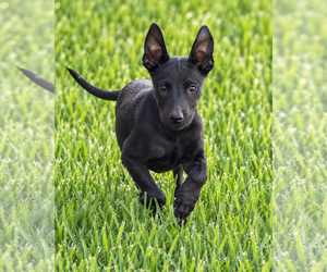 Sinjin - Male Labrador Retriever-Unknown Mix Dog for Adoption - Photo #2