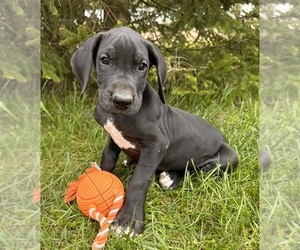 German Shorthaired Pointer Puppy for sale in MIDDLEBURY, IN, USA