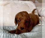 Small Photo #39 Goldendoodle (Miniature) Puppy For Sale in PENSACOLA, FL, USA