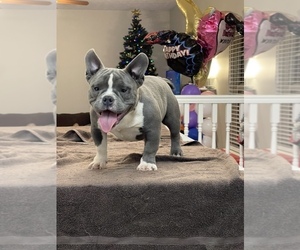 American Bully Puppy for sale in UNION CITY, GA, USA