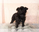 Small Photo #1 YorkiePoo Puppy For Sale in NAPPANEE, IN, USA