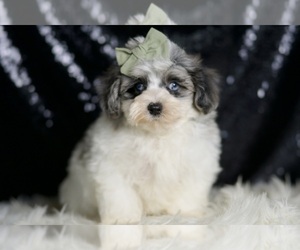 Medium Maltipoo (Miniature)