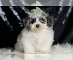 Puppy Bane Maltipoo (Miniature)