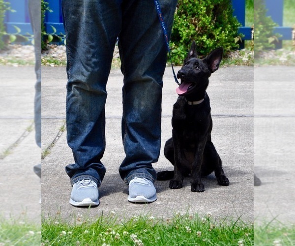 Medium Photo #10 Dutch Shepherd Dog Puppy For Sale in CHARLESTON, WV, USA