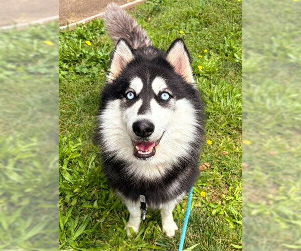 Medium Photo #1 Siberian Husky Puppy For Sale in Sacramento, CA, USA