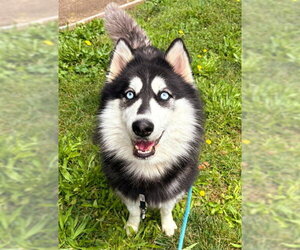 Siberian Husky Dogs for adoption in Sacramento, CA, USA