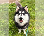 Small Siberian Husky