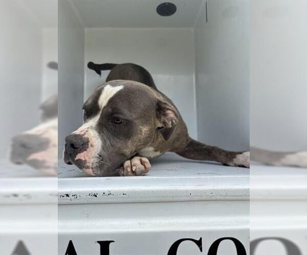 Medium Photo #1 American Pit Bull Terrier Puppy For Sale in Houston, TX, USA