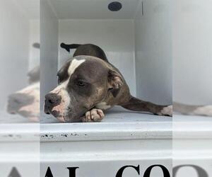 American Pit Bull Terrier Dogs for adoption in Houston, TX, USA