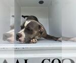 Small American Pit Bull Terrier