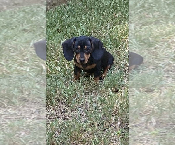 Medium Photo #1 Dachshund Puppy For Sale in HOUSTON, TX, USA
