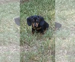 Puppy Puppy 2 Dachshund