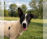 Small Border Collie Mix