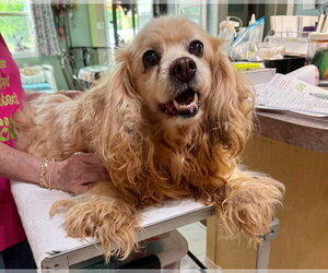 Cocker Spaniel Dogs for adoption in Benton, LA, USA