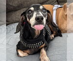 Small Dachshund