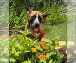Small #4 German Shepherd Dog Mix