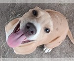 Small #9 American Pit Bull Terrier Mix