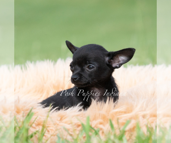 Medium Photo #21 Chihuahua Puppy For Sale in WARSAW, IN, USA