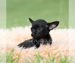 Small Photo #21 Chihuahua Puppy For Sale in WARSAW, IN, USA