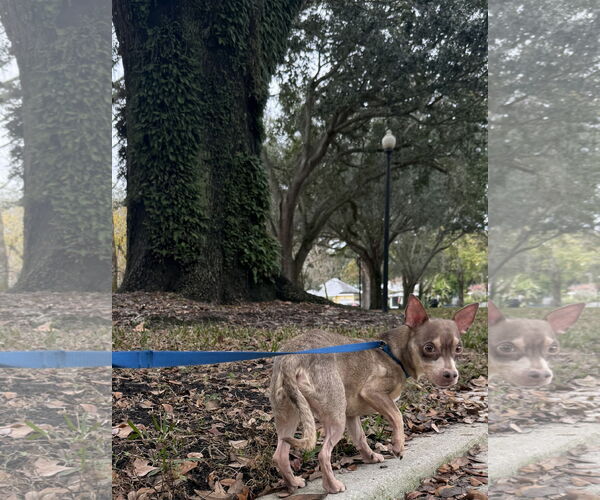 Medium Photo #8 Chihuahua-Unknown Mix Puppy For Sale in Sanford, FL, USA