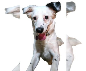 Juniper - Female Australian Shepherd-Unknown Mix Dog for Adoption - Photo #5