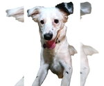 Small #4 Australian Shepherd Mix