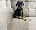 Small Photo #2 Doberman Pinscher Puppy For Sale in FREMONT, IN, USA