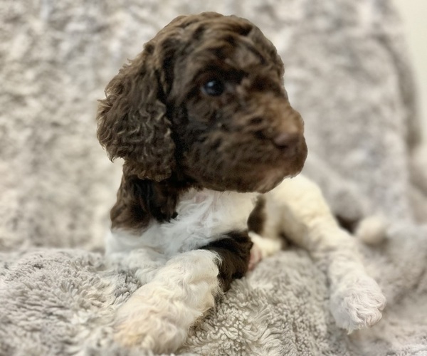 Medium Photo #1 Double Doodle Puppy For Sale in ANDERSON, SC, USA