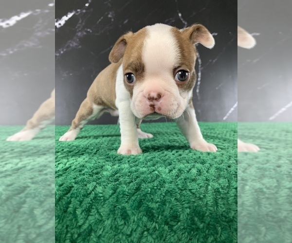 Medium Photo #19 Boston Terrier Puppy For Sale in TULARE, CA, USA