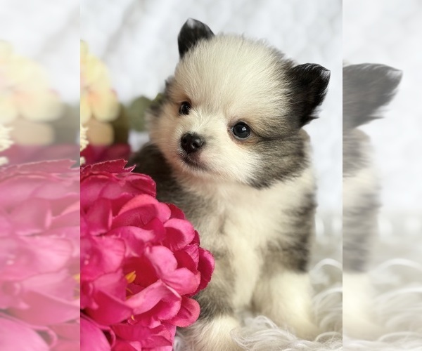Medium Photo #3 Pomeranian Puppy For Sale in ROCK STREAM, NY, USA