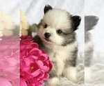Small #2 Pomeranian