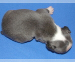 Small #1 Boston Terrier