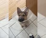 Small #5 Mutt
