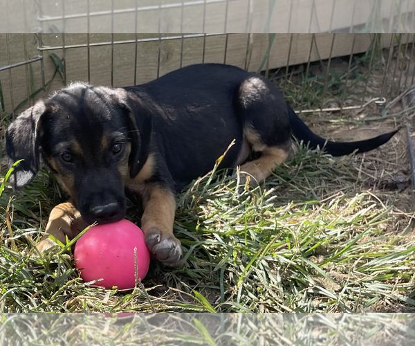 Medium Photo #1 German Shepherd Dog-Unknown Mix Puppy For Sale in Unionville, PA, USA